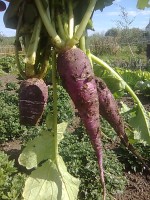 /album/cherrytree-allotment/my-photos016-jpg/